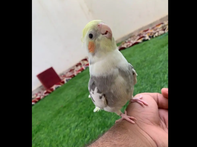  كروان مفقود