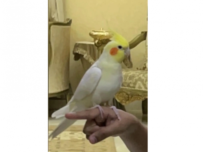  كروان مفقود في مكه حي السبهاني