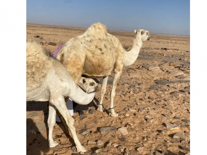  ناقه وضحا