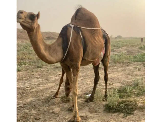  ناقة ساحلية حمراء محور