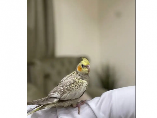  طير ضايع كروان حجل احمر