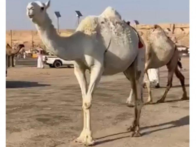  ثنيه بكر ملاقي