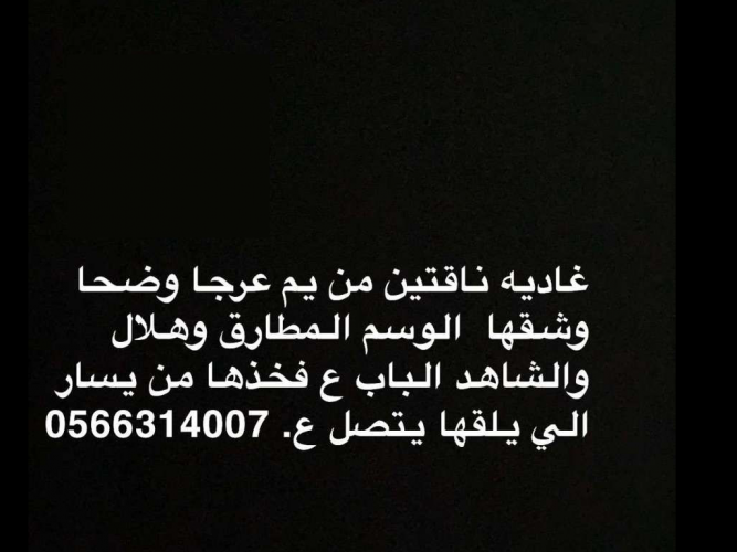  غاديه ناقتين