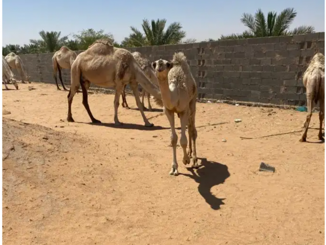  خلفة منيحة
