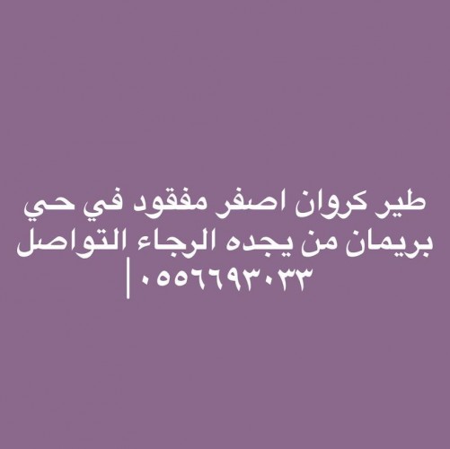  طير كروان اصفر