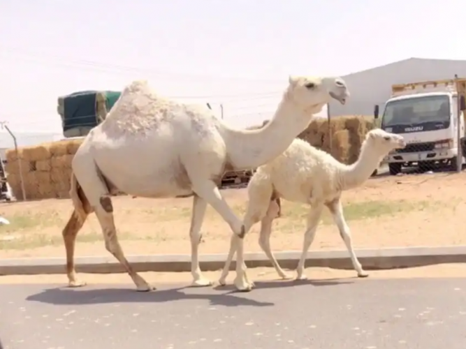  خلفه وضحا