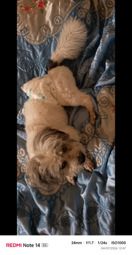  advs/471371 كلب ضائع