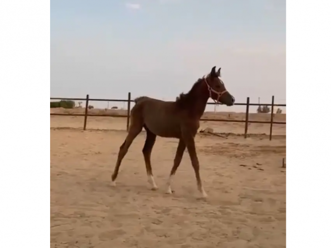  مهر شعبي