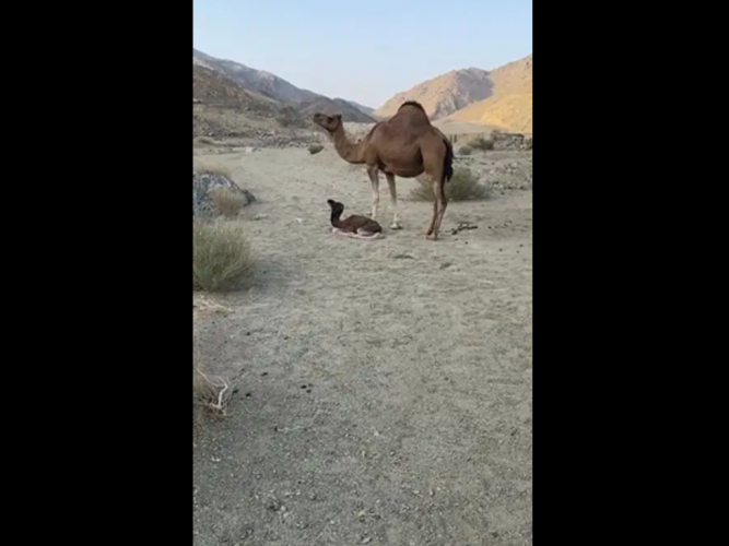 ناقه مفقودة