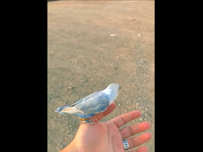  advs/582277 طير فيشر مفقود