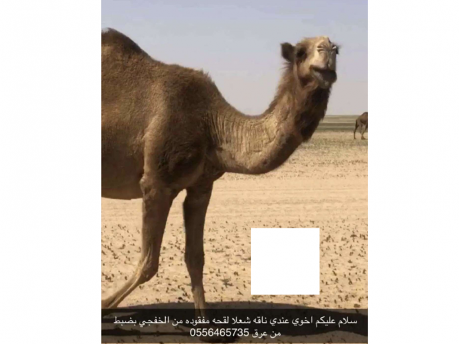  ناقة شعلا لقحه مفقودة