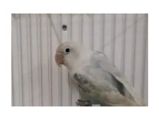  فيشر هولندي