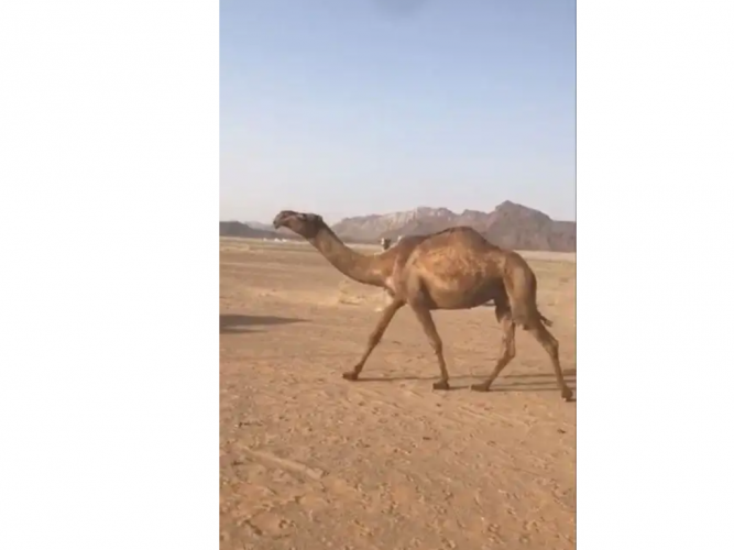  صفراء مزيونه