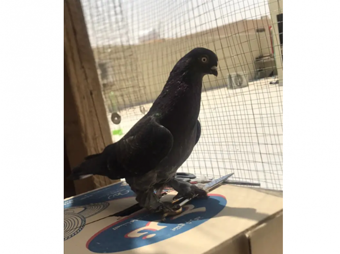  طير مفقود