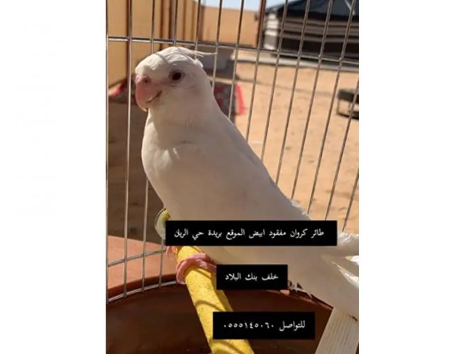  طير كروان مفقود ابيض