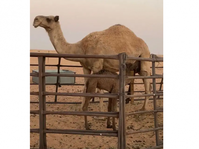  شعلا خلفة مصغر