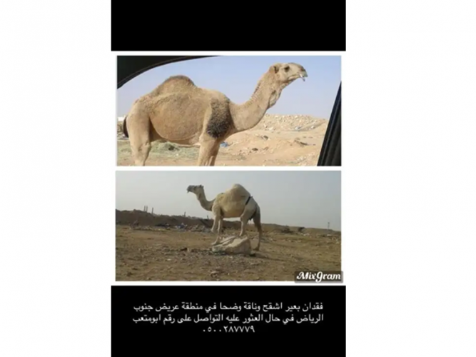  فقدان بعير اشقح وناقه وضحا