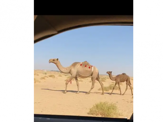  عشرا شعلا تحتها قعود