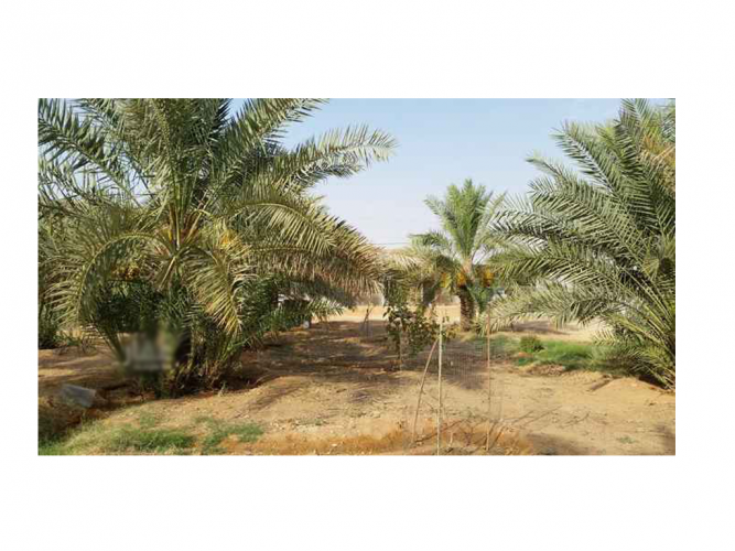  مزرعة للبيع في حي عريض في الرياض