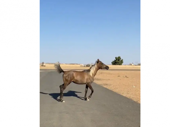  مهره شعبية