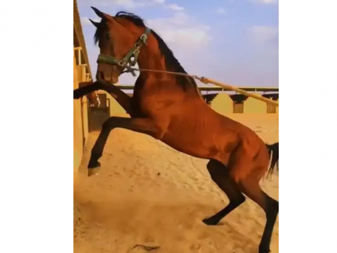  حصان واهو شيخ اوراق