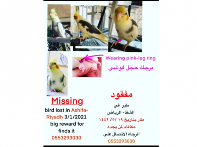  طير مفقود في الرياض حي الشفا