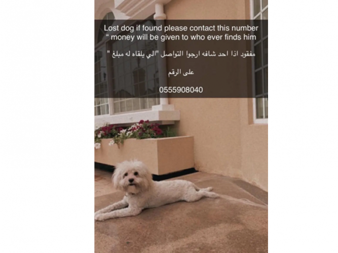  كلب ابيض مفقود