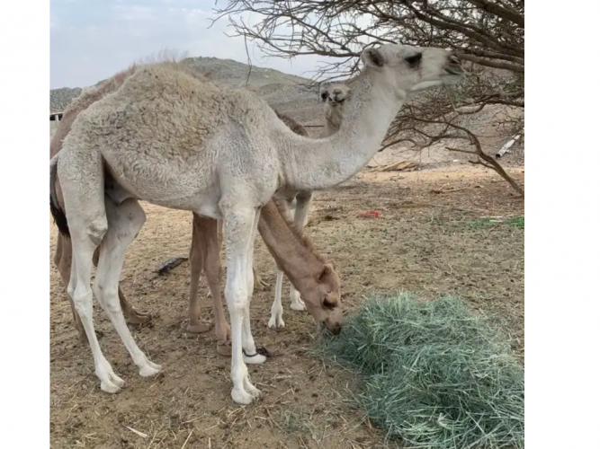  حاشي لبييع