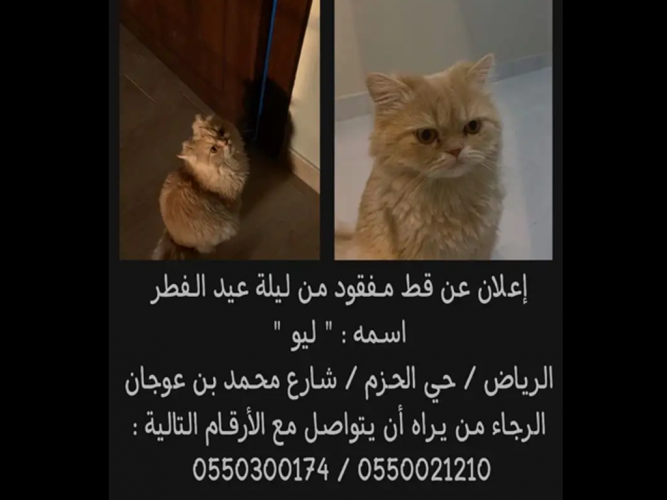  قط مفقود في الرياض