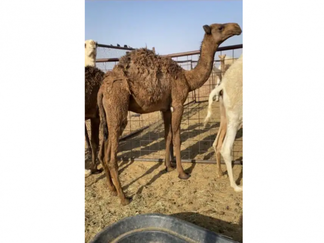  للبيع قعدان