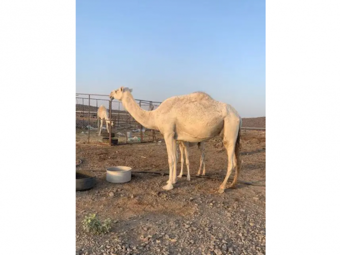  ناقه خلفه للبيع