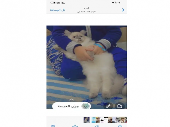  قطوة شيرازي مفقوده الاحساء الهفوف السلمانية